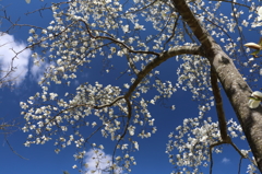 花は咲く