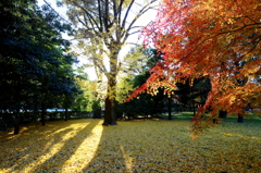 京都御苑
