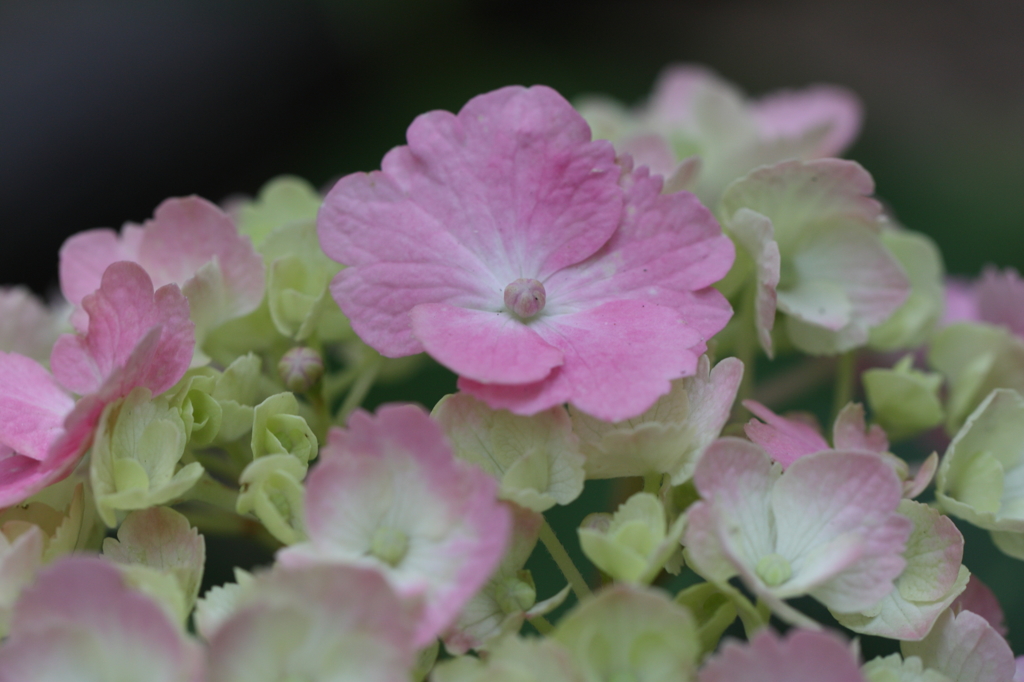紫陽花　梅雨を待って・・・