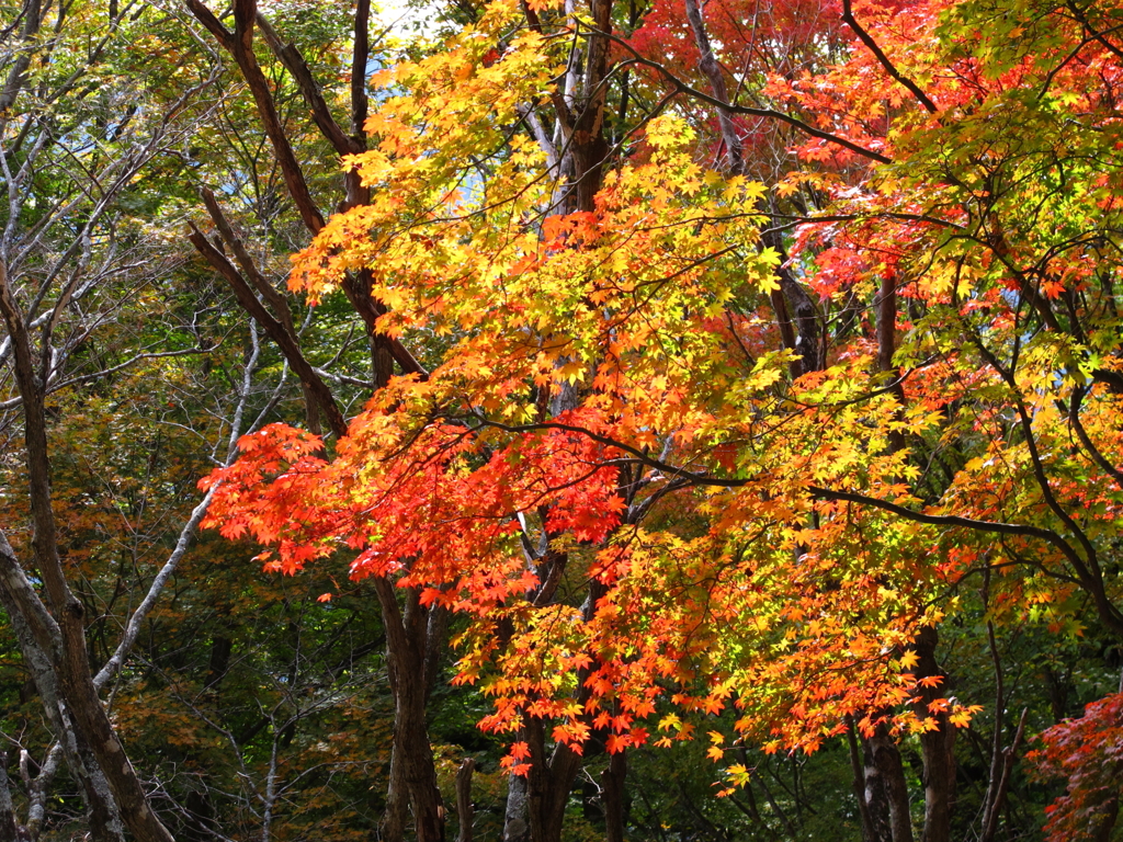 天川・観音峰紅葉