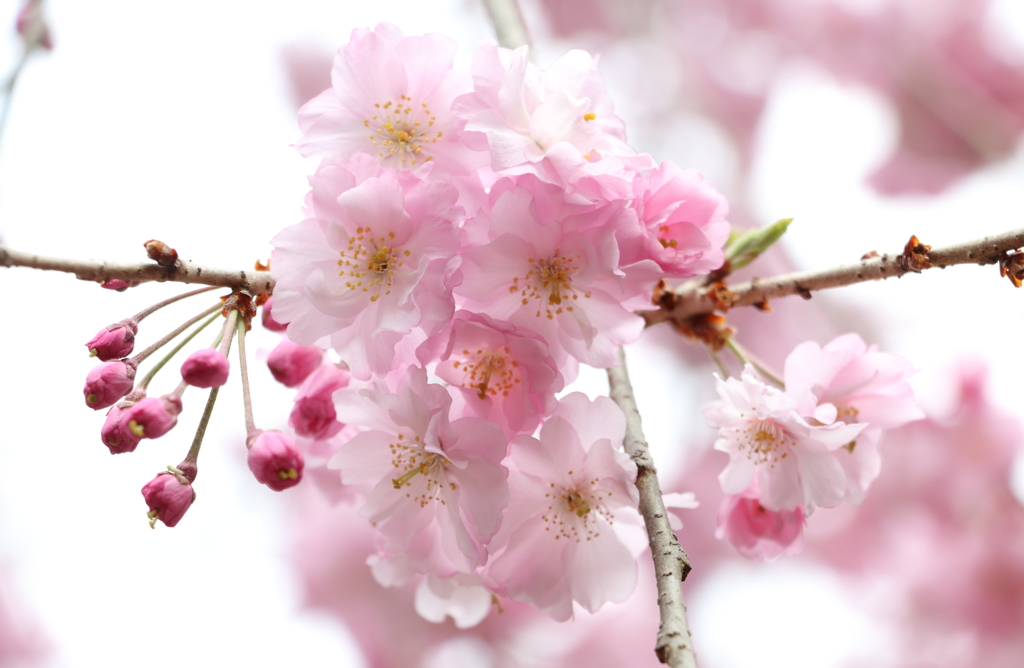 京　西陣桜巡り