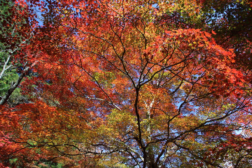 紅葉吉野5