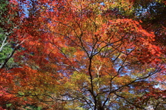 紅葉吉野5