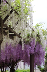 藤の寺