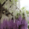 藤の寺