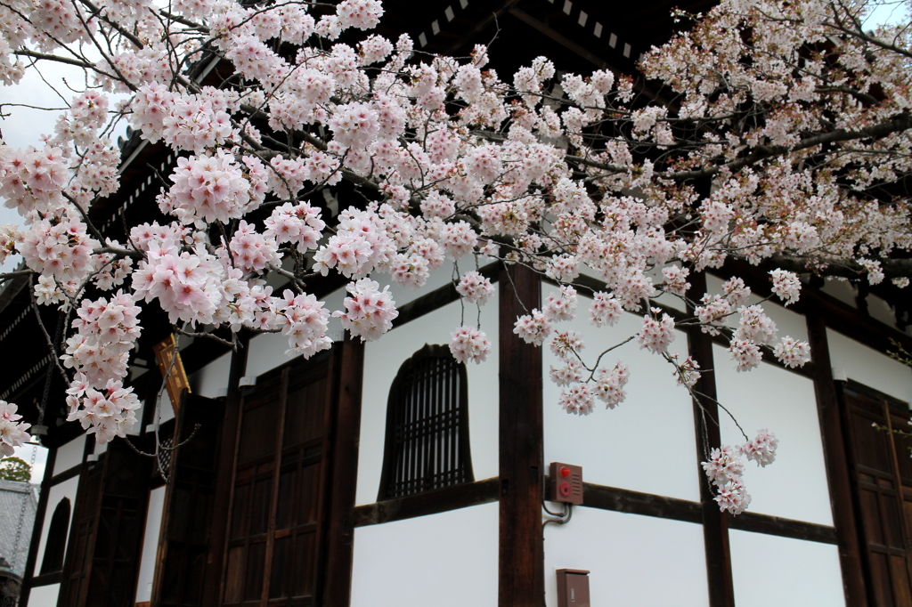 京都　金戒光明寺の桜