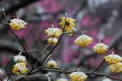 鎌倉早春