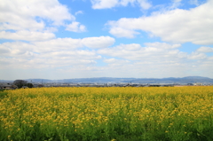 山の辺の道・早春