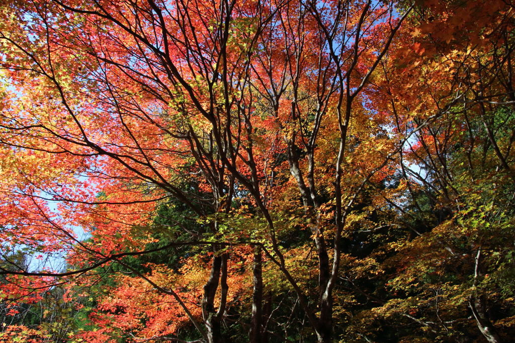 紅葉吉野6