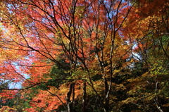 紅葉吉野6