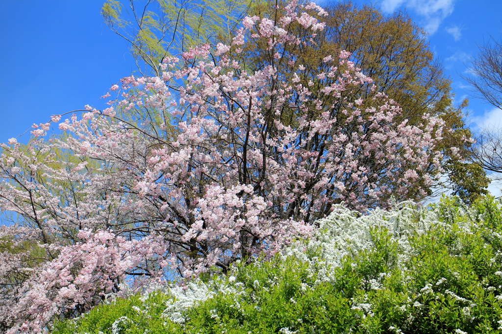 京都　鴨川河畔