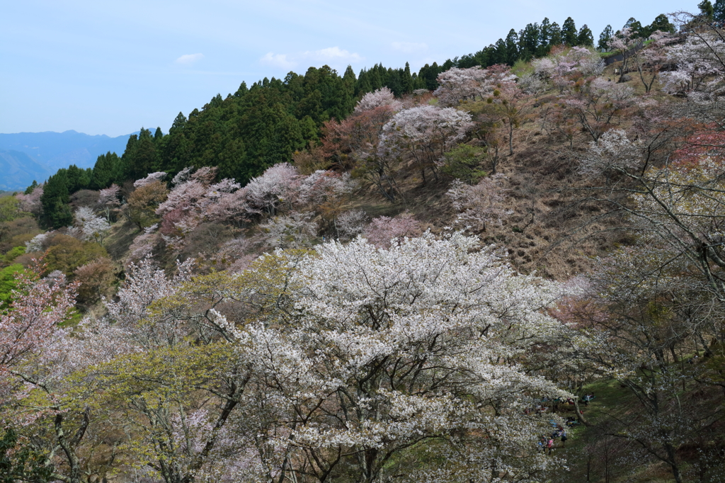 吉野桜