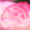 Rose lovers