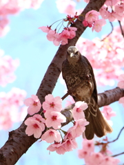 桜の守護神