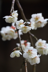 鎌倉早春