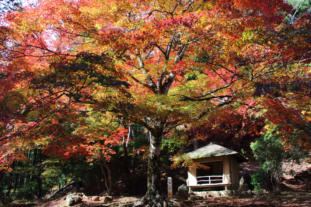 紅葉吉野7