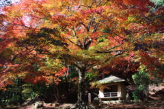 紅葉吉野7