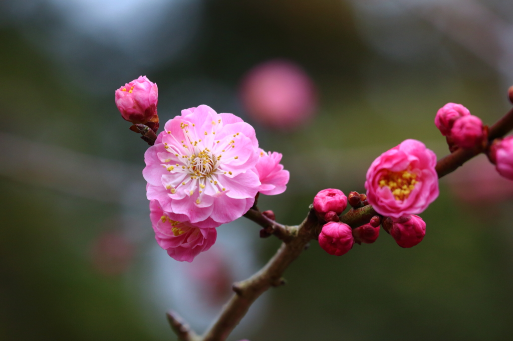 鎌倉早春