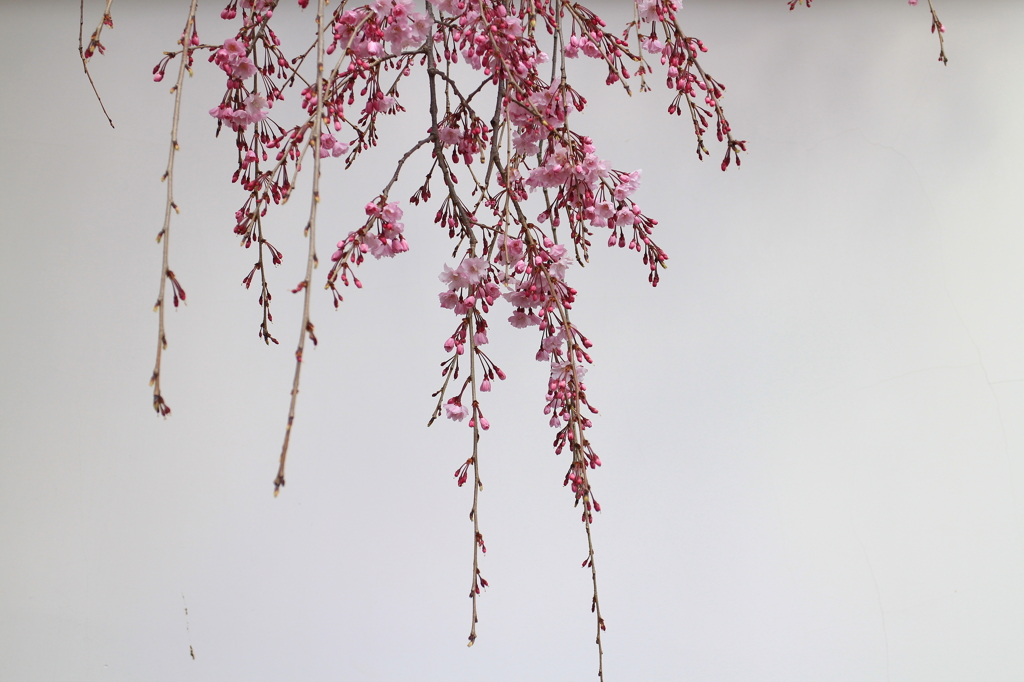 京都　金戒光明寺の桜