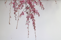 京都　金戒光明寺の桜