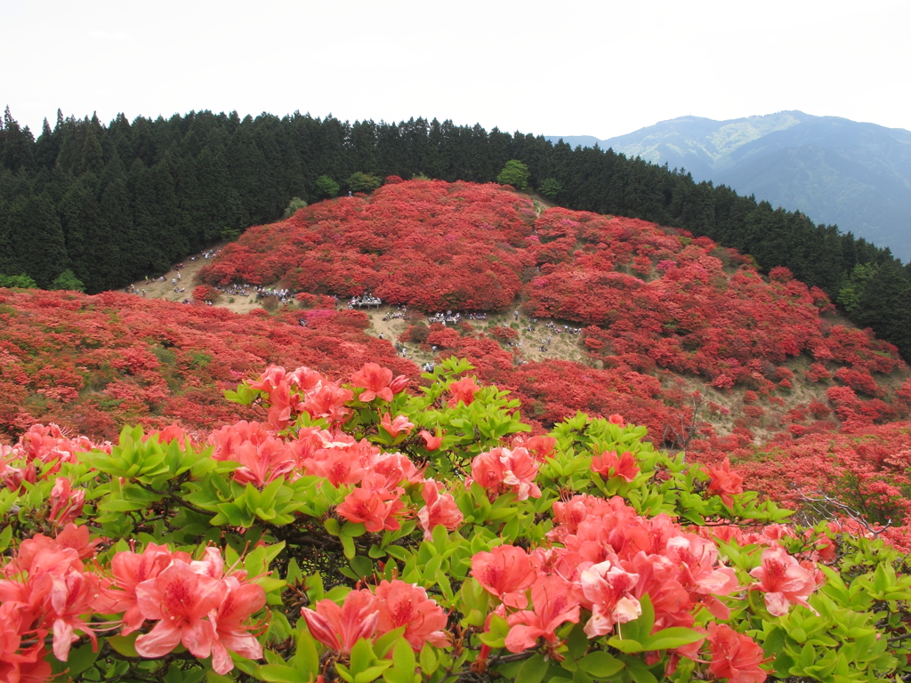 葛城山ツツジ