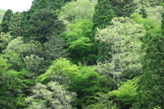 芦生の森
