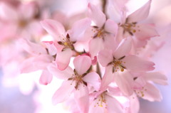 SAKURA色