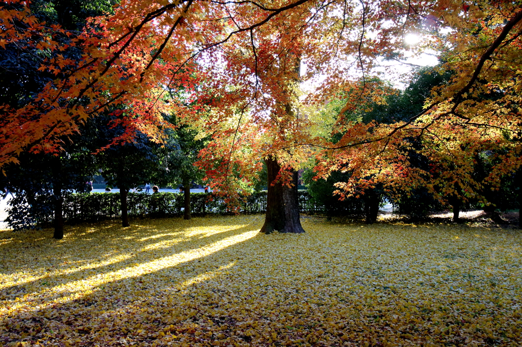 京都御苑