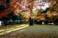京都御苑