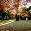 京都御苑