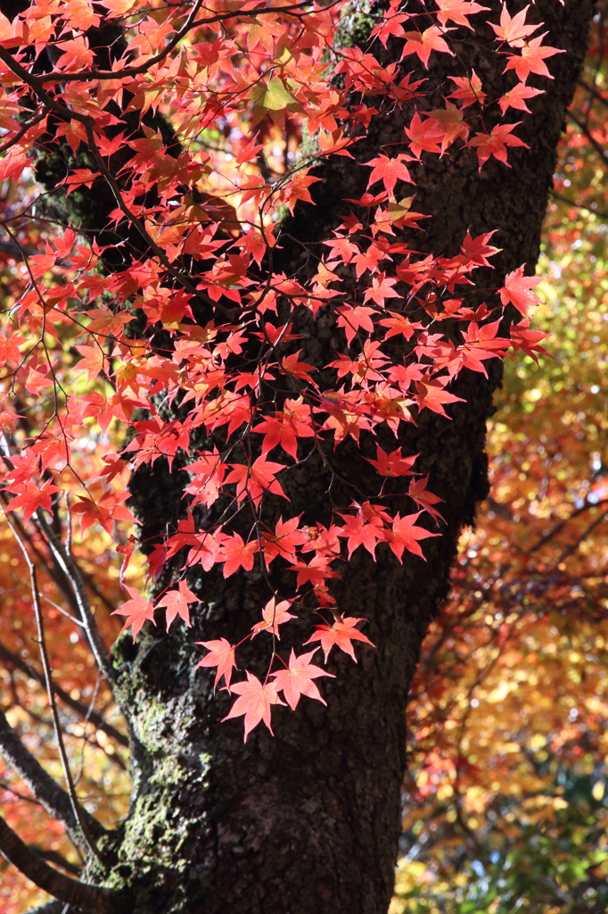 紅葉吉野4