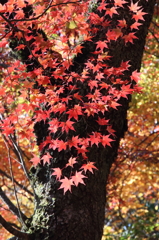 紅葉吉野4