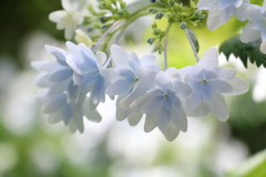 隅田の花火