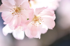 清楚