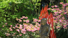 不動さまの春