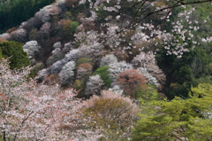 吉野桜