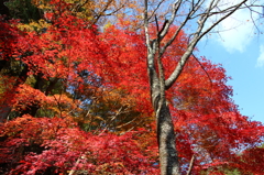 紅葉吉野8