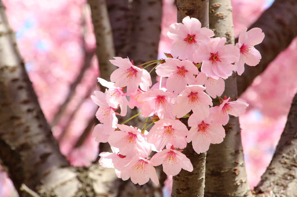 桜・さくら・サクラ