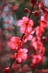 花の文化園