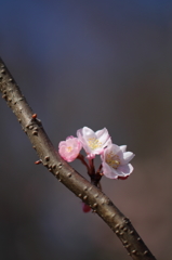 十月桜