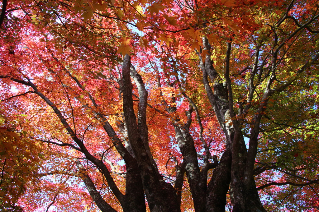 紅葉吉野2