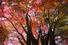 紅葉吉野2
