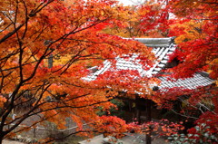 大原野・勝持寺