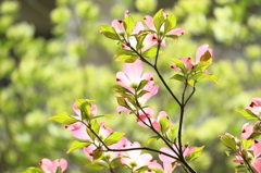 桜の後は