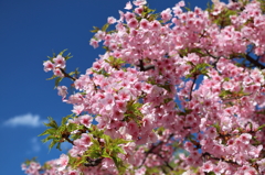 花は咲く