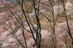 桜絵