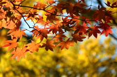 春日山紅葉2