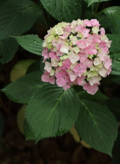 味狭藍の八重咲くごとく