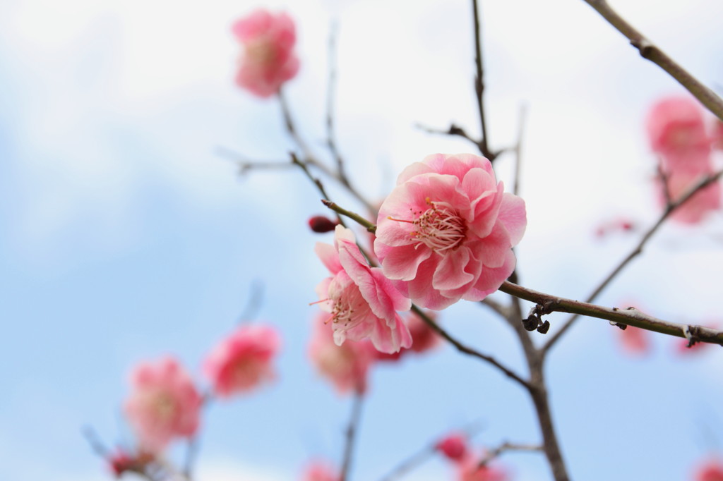 春、来たね