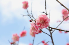 春、来たね